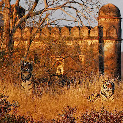 Ranthambhore Tiger Tour